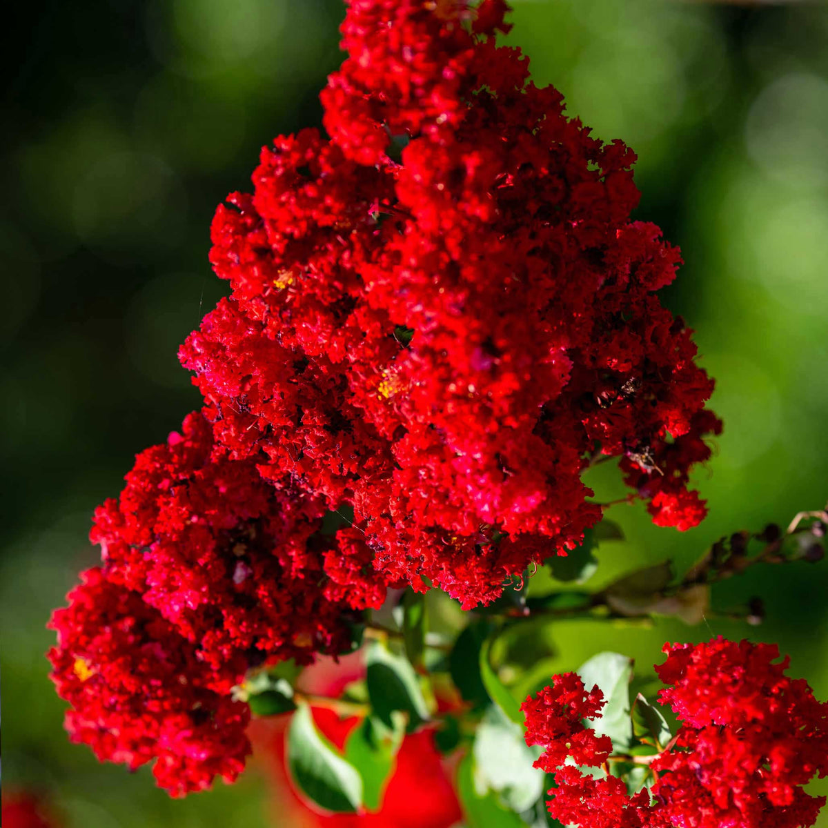 Crapemyrtle