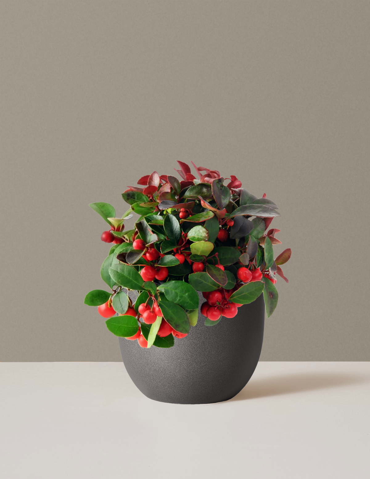 Wintergreen Cherry Berries