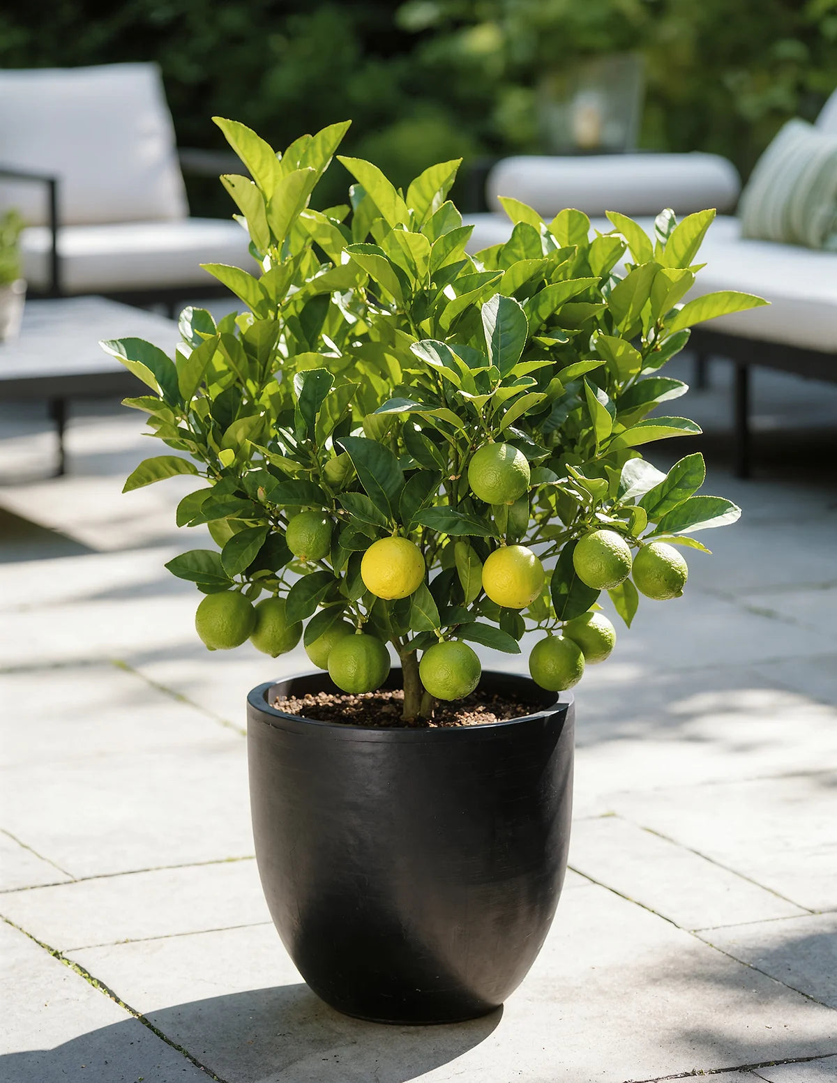 Key Lime Bush