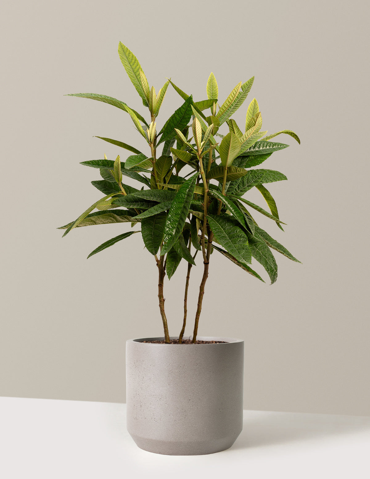 Japanese Loquat