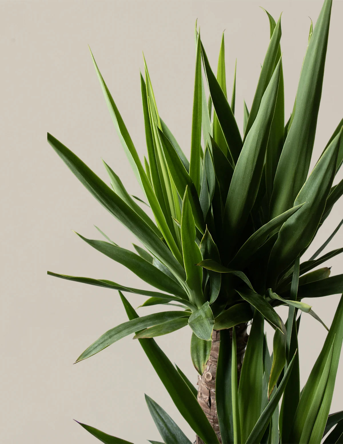 Yucca Plant Multi Stem