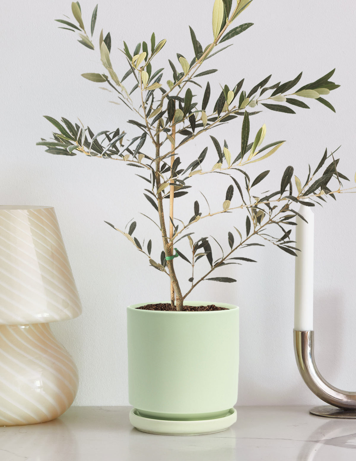 Olive Tree