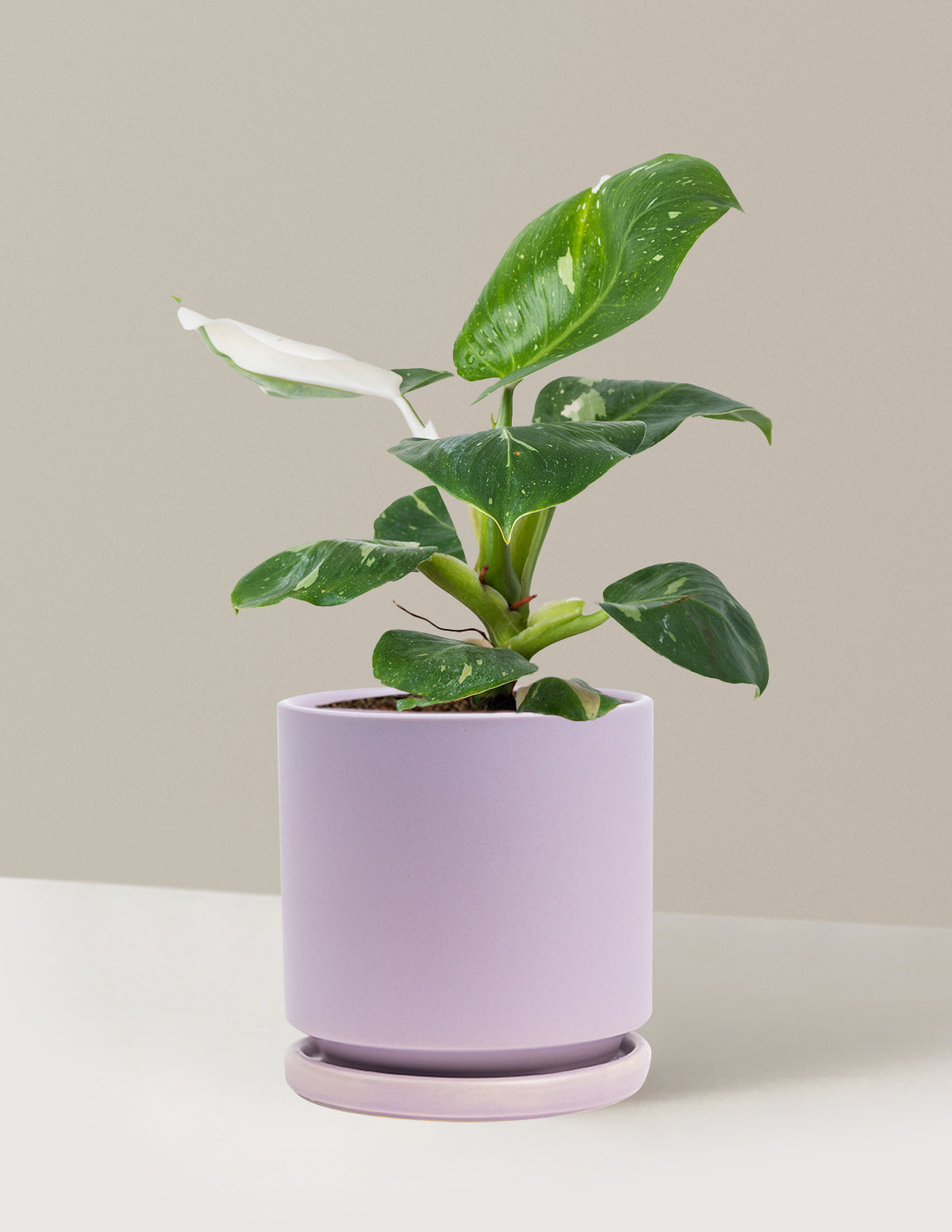 Philodendron White Knight