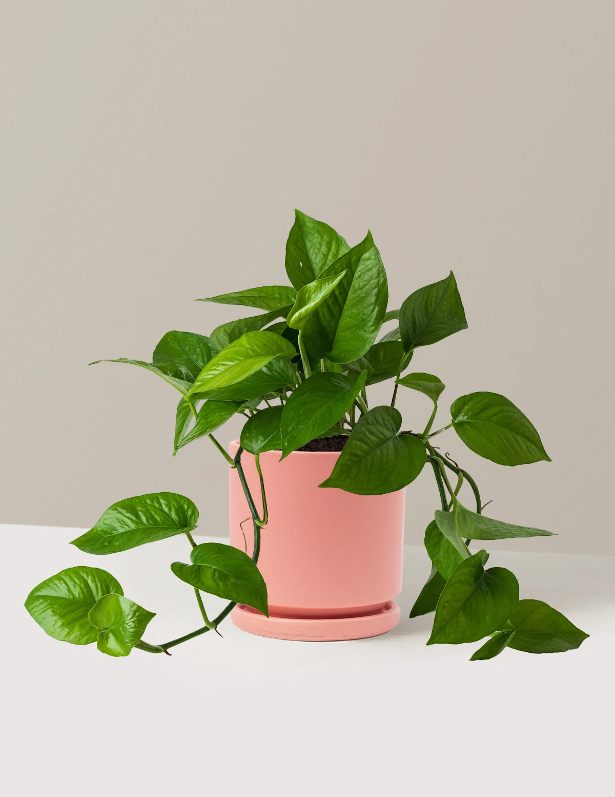 Jade Pothos