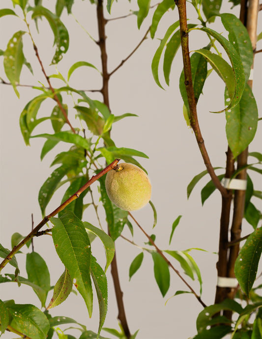 4-in-1 Peach Tree