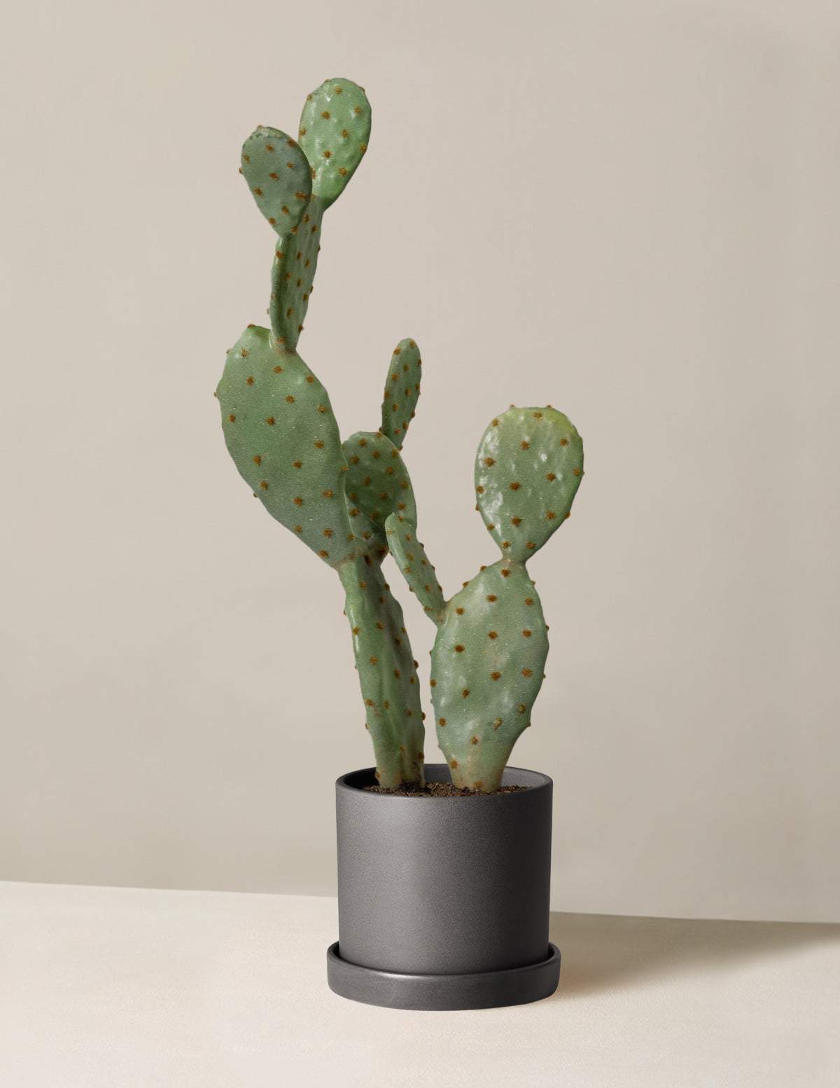 Artificial Cactus