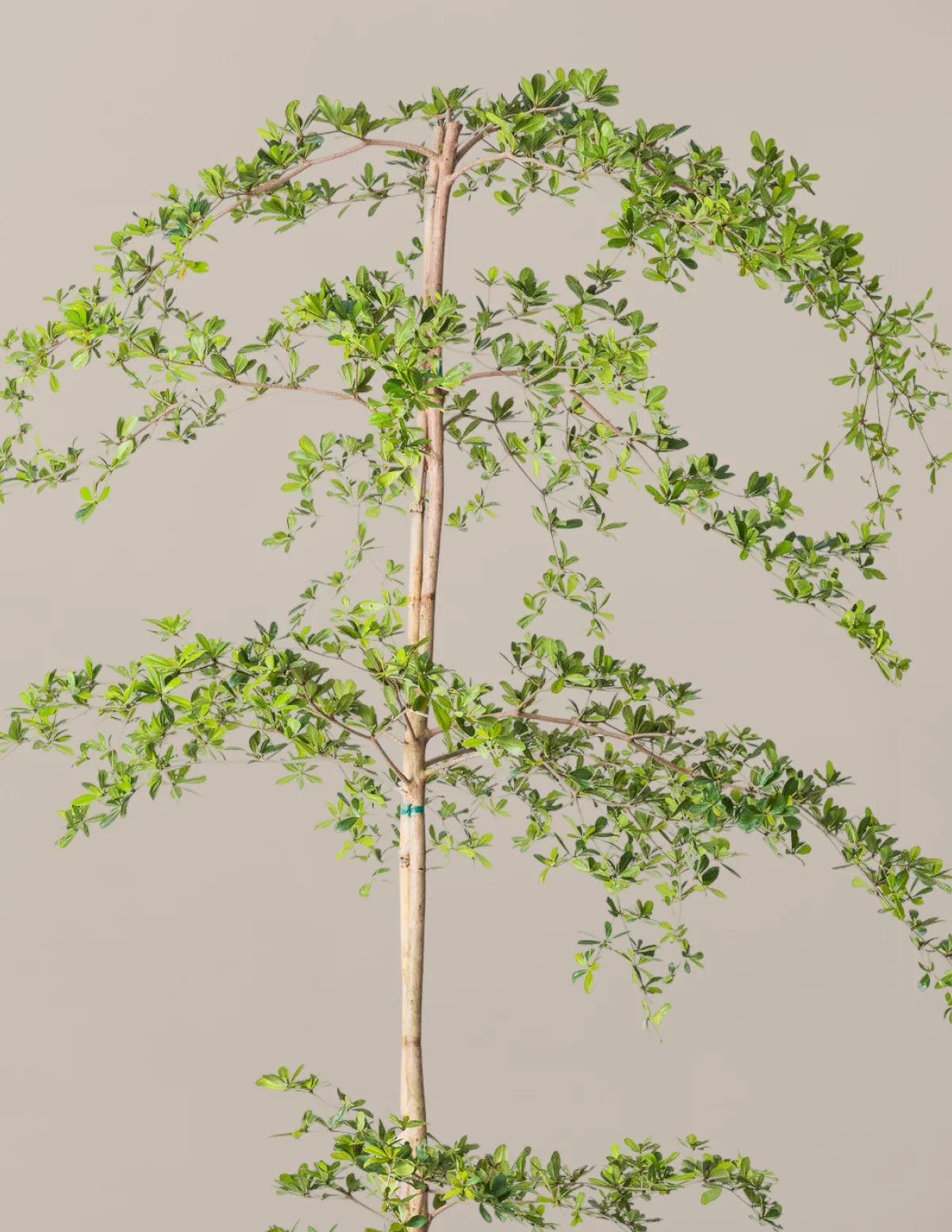 Black Olive Tree