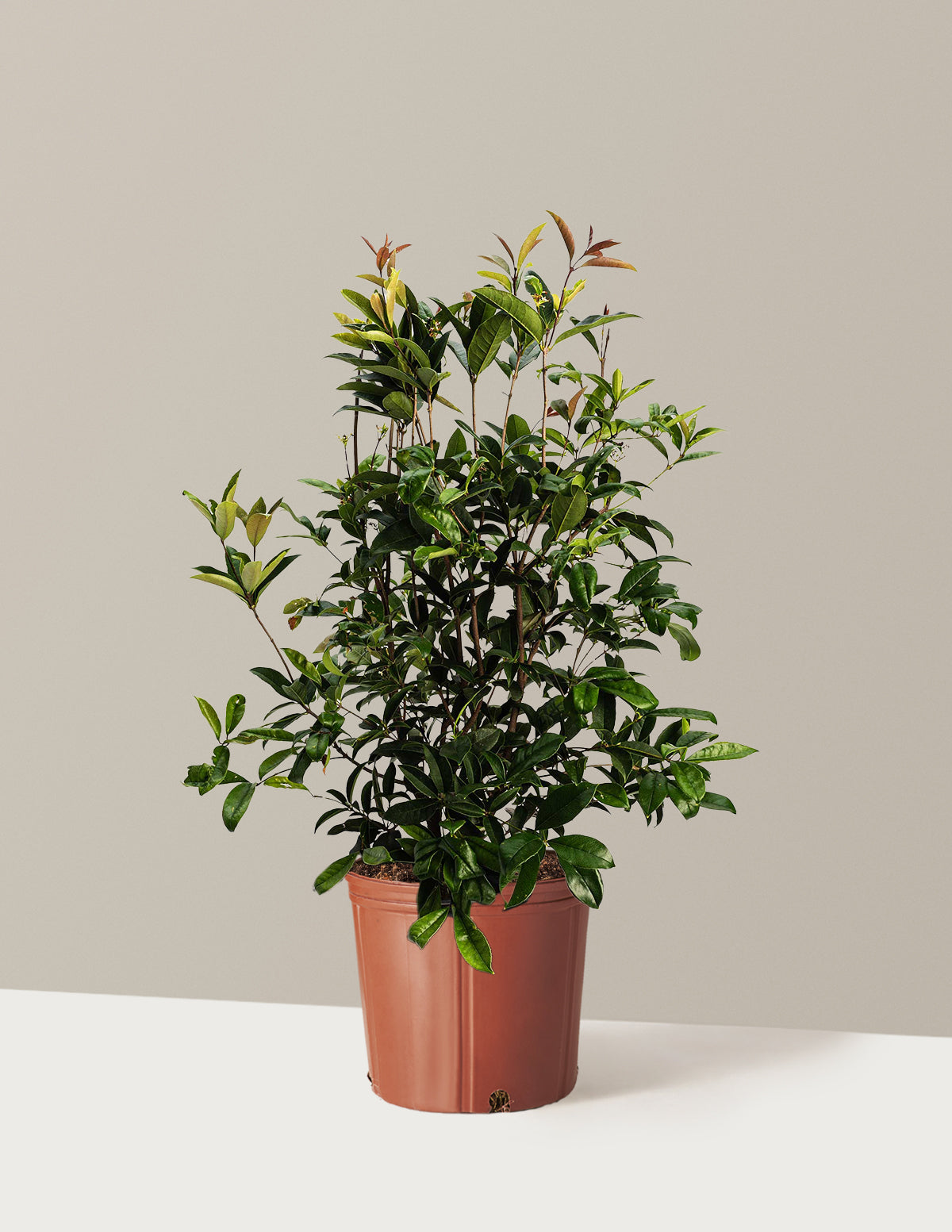 Fragrant Tea Olive Tree