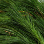 15 Ft. White Pine Garland