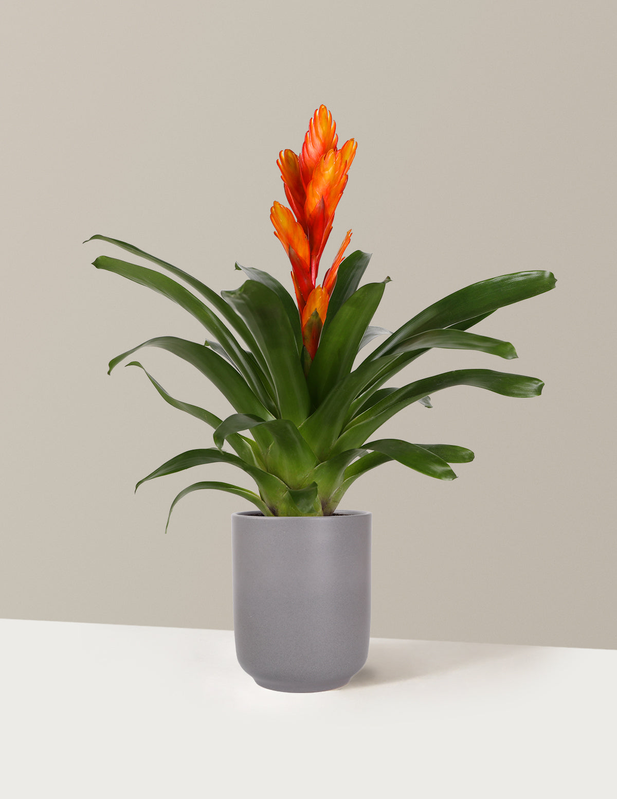 Bromeliad Vriesea Intenso Red