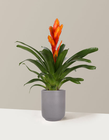 Bromeliad Vriesea Intenso Red