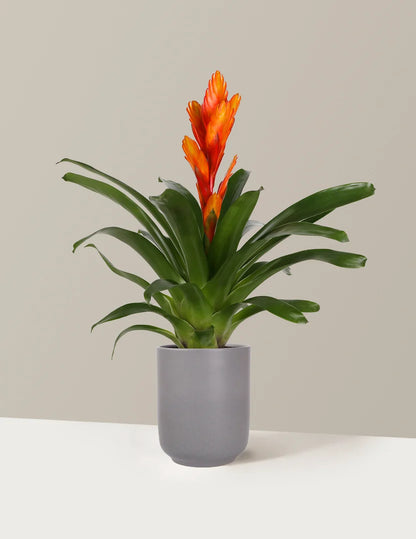 Bromeliad Vriesea Intenso Orange