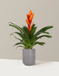 Bromeliad Vriesea Intenso Orange