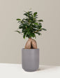 Bonsai Ficus Ginseng