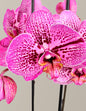 Prism Rose Kaleidoscope Orchid