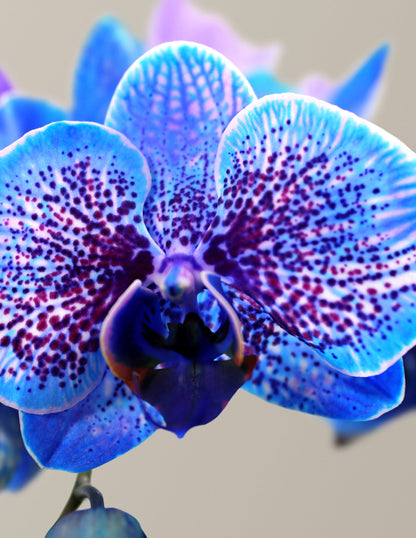 Cosmic Ocean Kaleidoscope Orchid