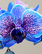 Cosmic Ocean Kaleidoscope Orchid