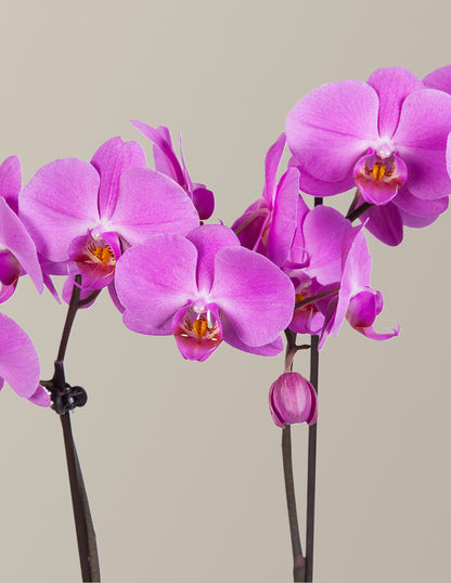Purple Orchid