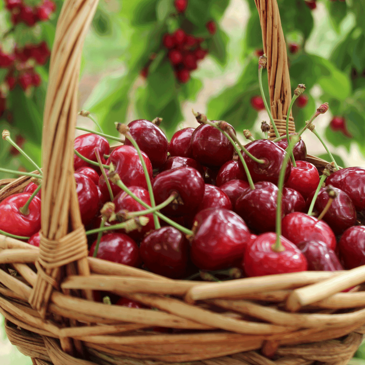 Bing Cherry Tree 13.50