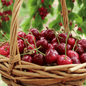 Bing Cherry Tree 13.50