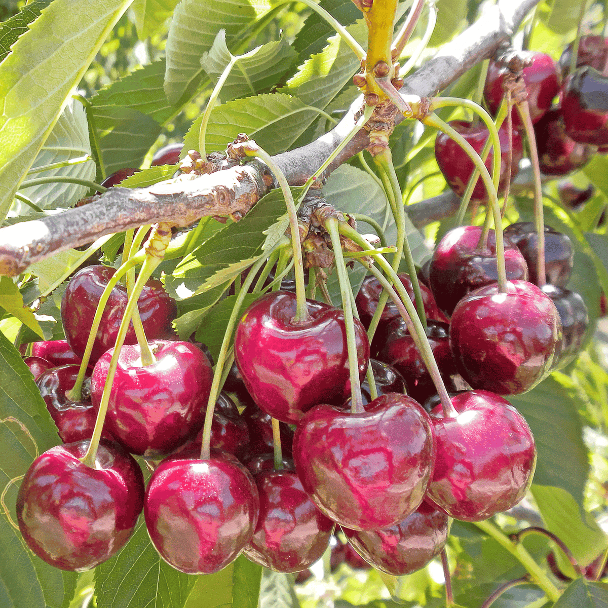 Bing Cherry Tree 13.50