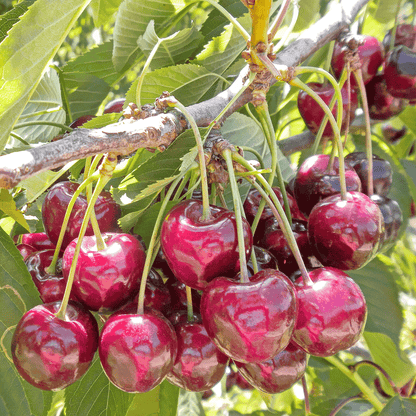Bing Cherry Tree 13.50