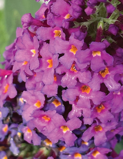 Butterfly Bush