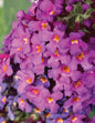 Butterfly Bush