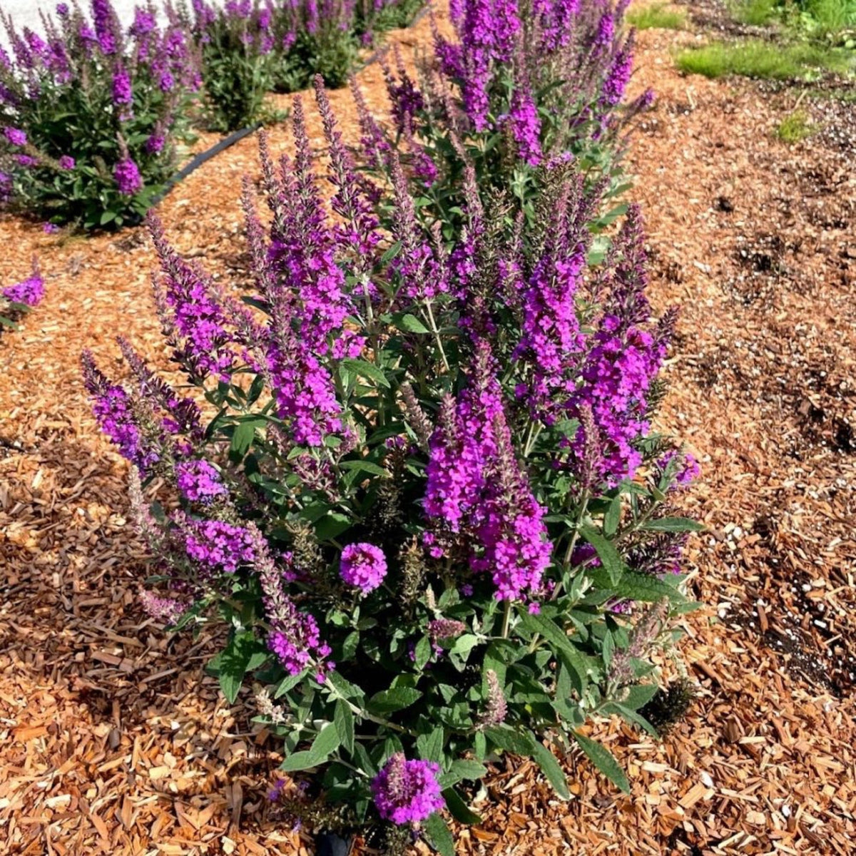 Butterfly Bush