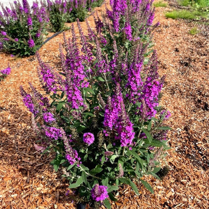 Butterfly Bush