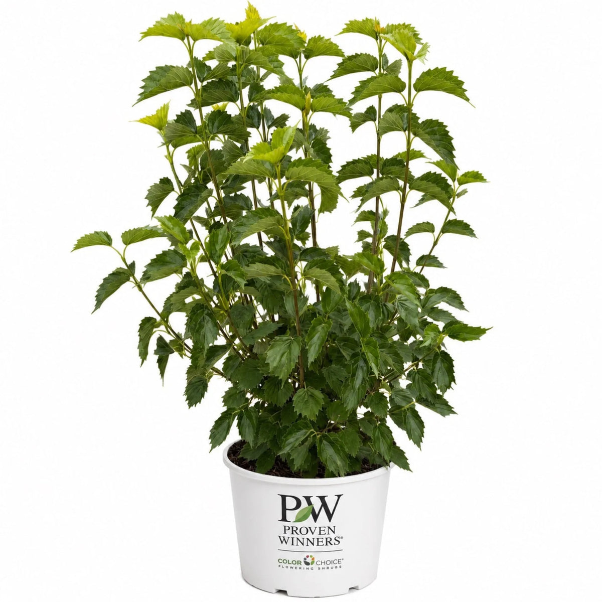 Arrowwood Viburnum
