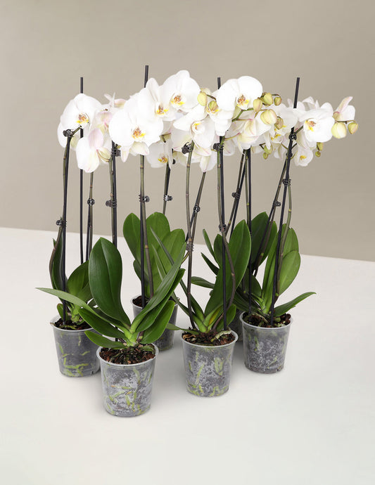 Classic Orchid Party Pack