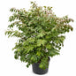 Burning Bush 'Compactus'