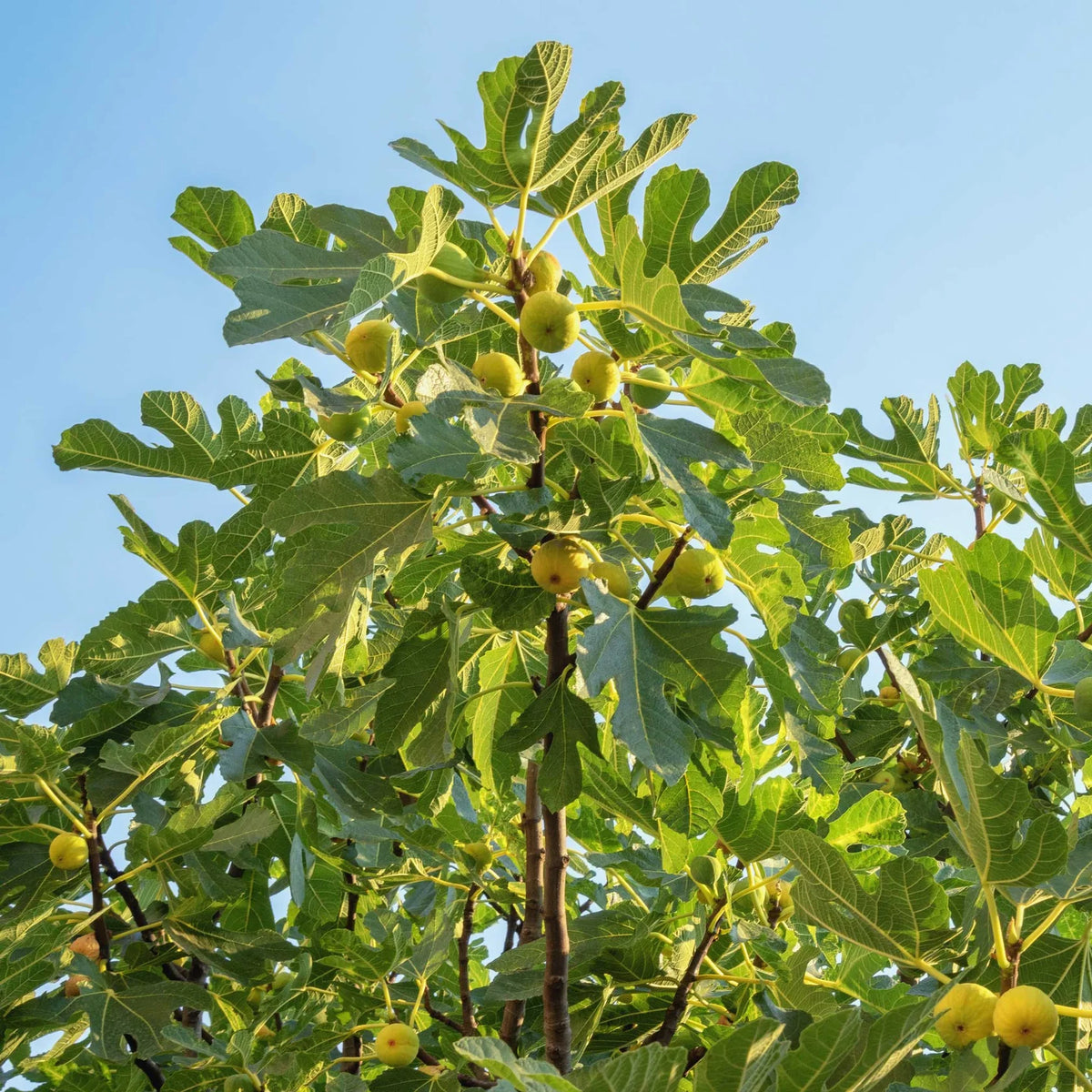 Chicago Hardy Fig Tree