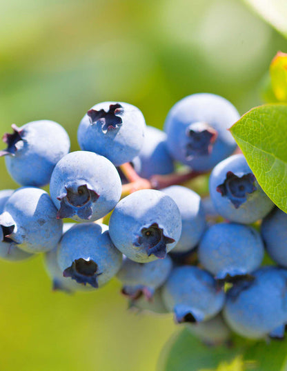 Duke Blueberry