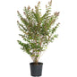 Crapemyrtle