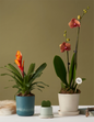 Bromeliad Vriesea Intenso Orange