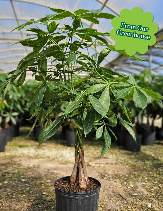 Money Tree Plant