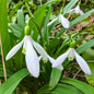 Snowdrops