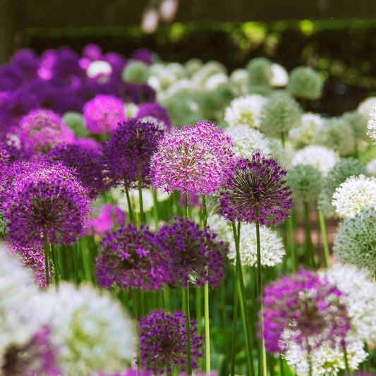 Swedish Flag Allium Duet