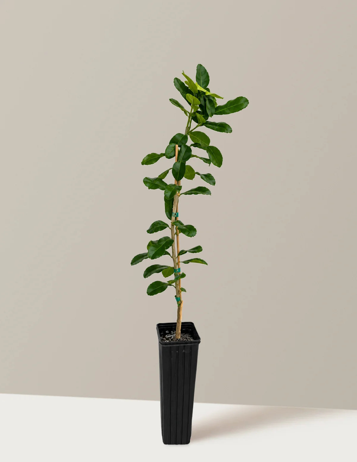 Kaffir Lime Tree