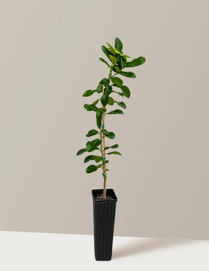 Kaffir Lime Tree