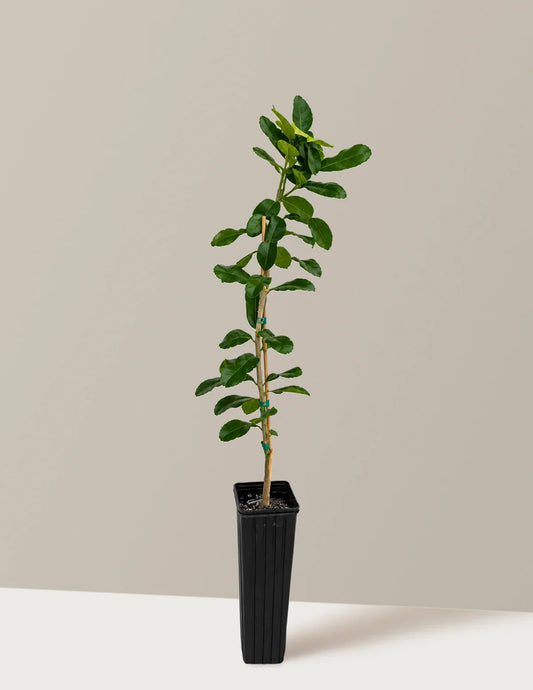 Kaffir Lime Tree