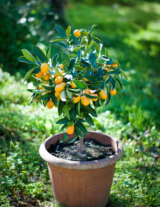 Fukushu Kumquat Tree