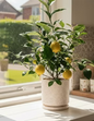 Meyer Lemon