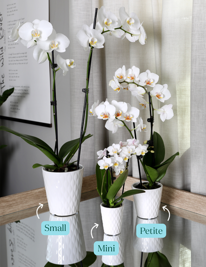 Yellow Orchid