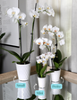 Yellow Orchid