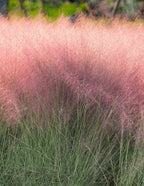 Pink Muhly Grass
