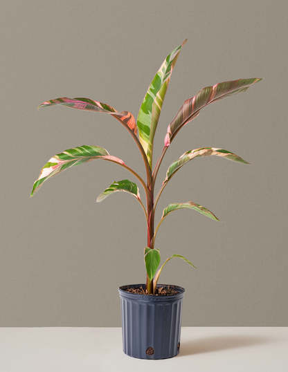 Musa Nono Pink Variegated Banana
