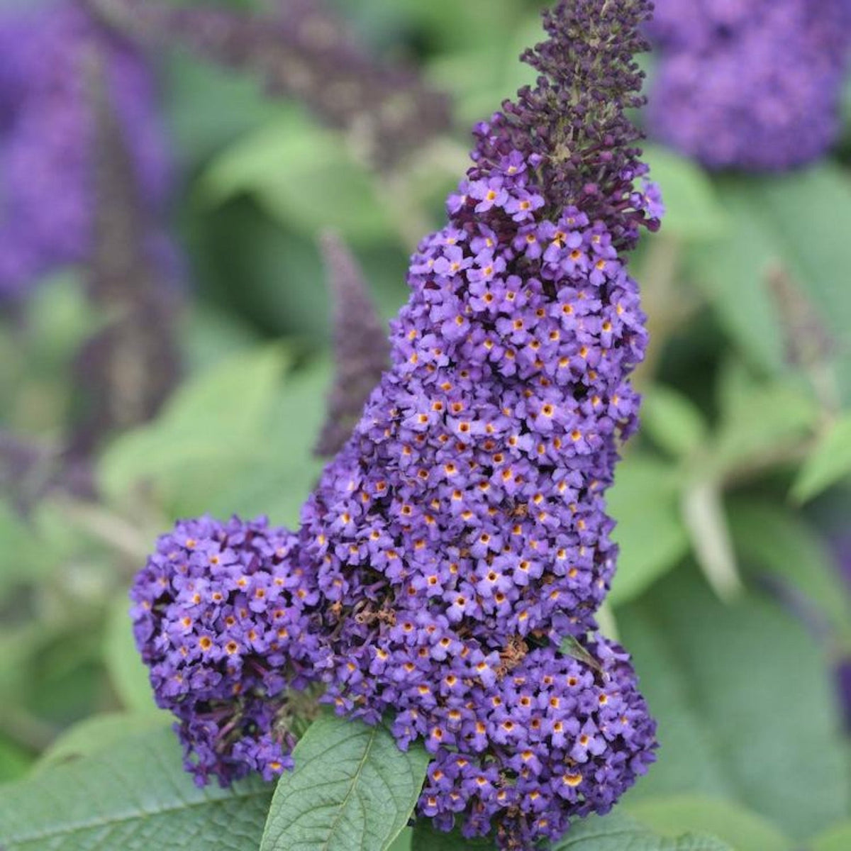 Butterfly Bush